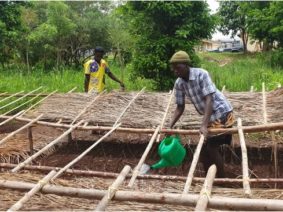 Améliorer les moyens de vie des jeunes vivant dans la rue à Gulu à travers l'agriculture durable 6