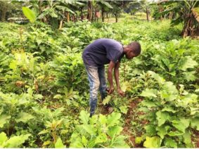 Améliorer les moyens de vie des jeunes vivant dans la rue à Gulu à travers l'agriculture durable 7