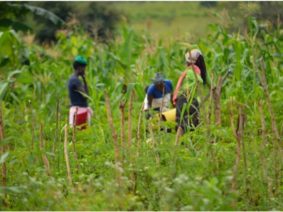 Améliorer les moyens de vie des jeunes vivant dans la rue à Gulu à travers l'agriculture durable 8